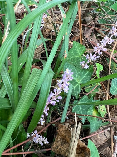 Lelie cluster — Bild 4