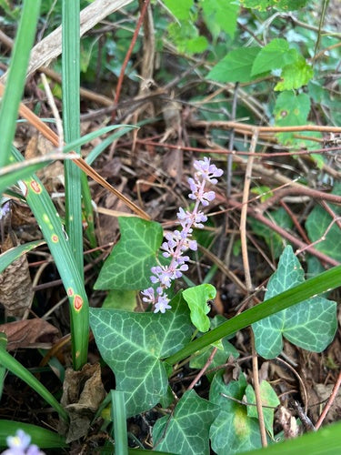 Lelie cluster — Bild 3