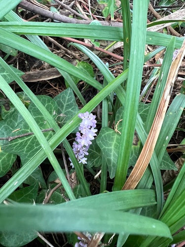 Lelie cluster — Bild 2