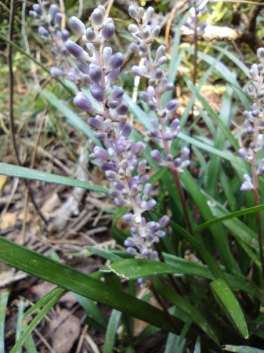 Lelie cluster — Bild 1