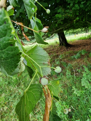 Lindeboom — Bild 5