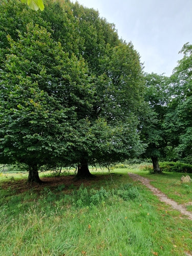 Lindeboom — Bild 4