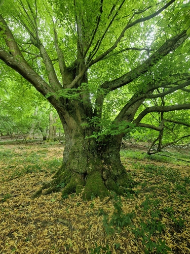 Lindeboom — Bild 3
