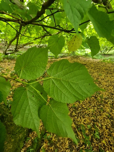 Lindeboom — foto 5 van 12