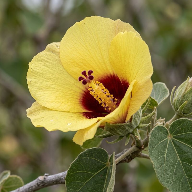 Lindenblättriger Eibisch (Hibiscus tiliaceus), AI-illustratie