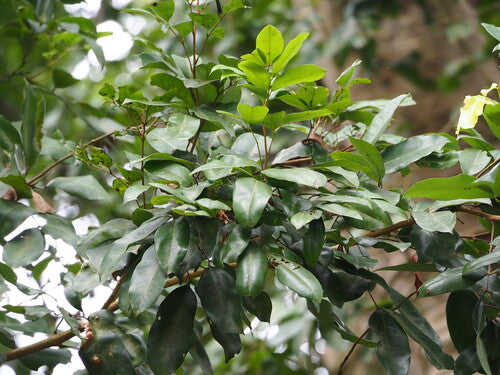 Lychee-boom — Bild 3