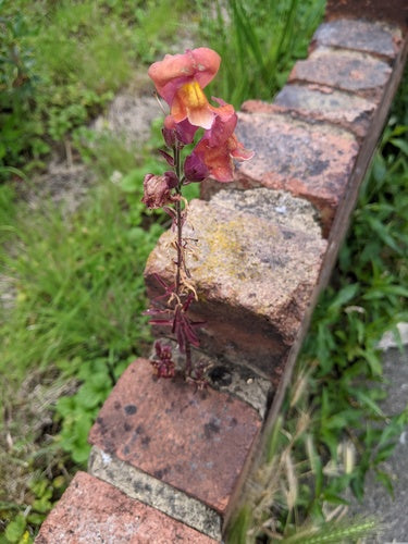 Leeuwebekken — Bild 5