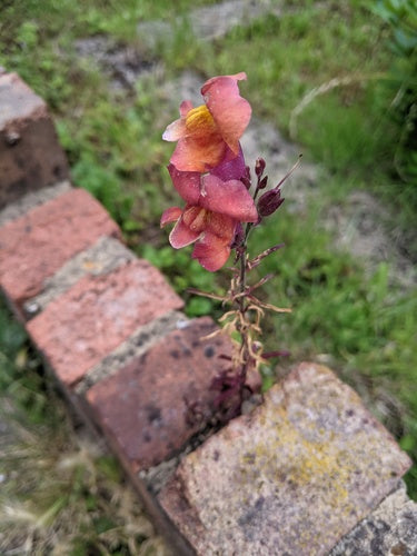 Leeuwebekken — Bild 4