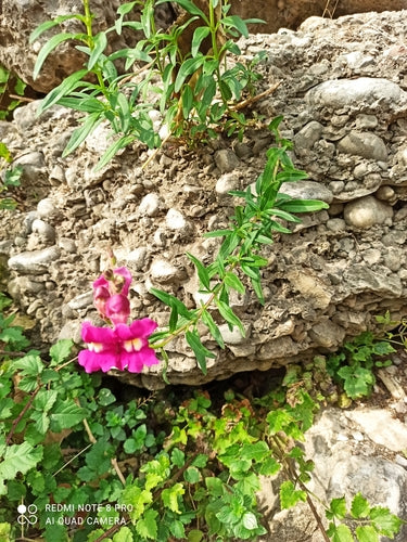 Leeuwebekken — Bild 3