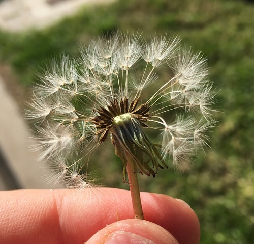 Paardebloem — Bild 3