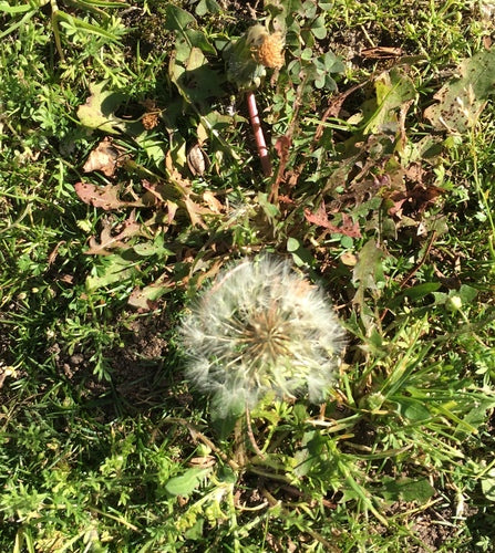 Paardebloem — Bild 2