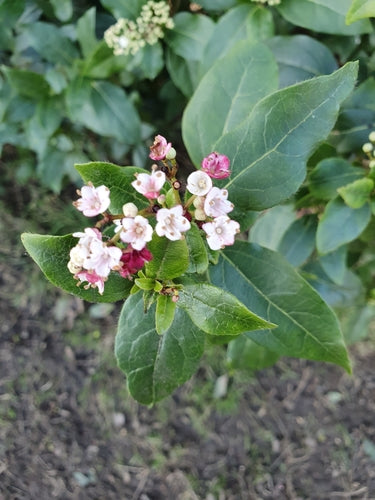 Laurier sneeuwbal — Bild 3