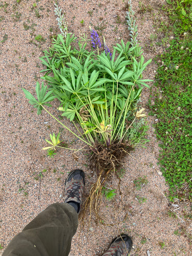 Lupinen — Bild 4
