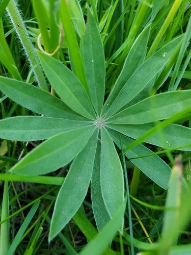 Lupinen — Bild 5