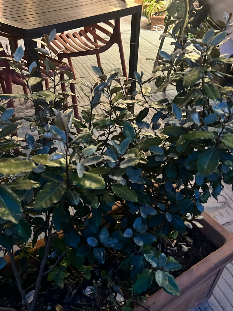 Te zien is een olijfwilg met dicht bladeren in een bruine plantenbak op een terras. De plant staat op de voorgrond voor tafels en stoelen.
