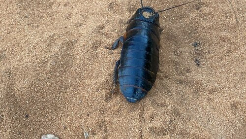 Kakkerlak uit Madagaskar — Bild 4
