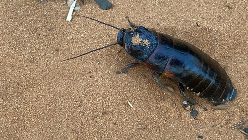 Kakkerlak uit Madagaskar — Bild 3