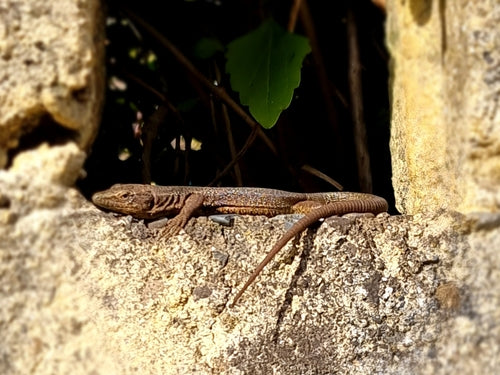 Muurhagedis van Madeira — Bild 4