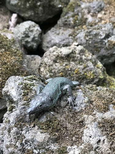 Muurhagedis van Madeira — Bild 3