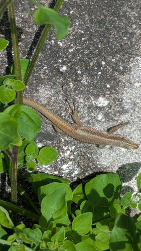 Muurhagedis van Madeira — Bild 2