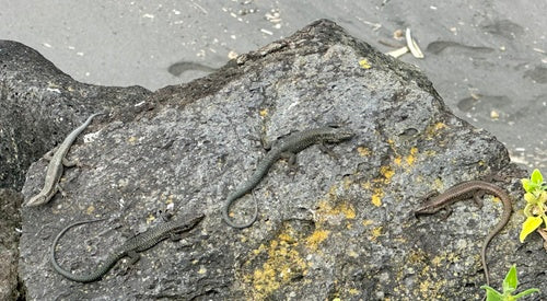 Muurhagedis van Madeira — Bild 5