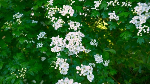 Maden — Bild 4