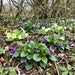 März-Veilchen (Viola odorata) in Blüte im naturnahen Garten (KI-generiert)