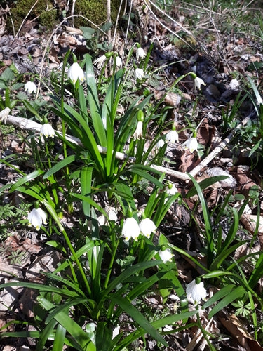 Maart beker — foto 3 van 8