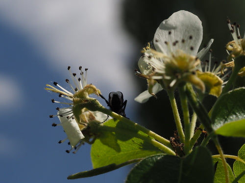 Maart vlieg — Bild 2