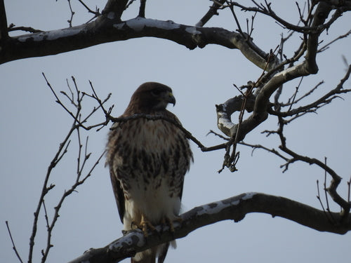 Buizerd — Bild 5