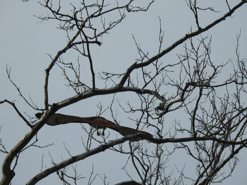 Buizerd — Bild 4