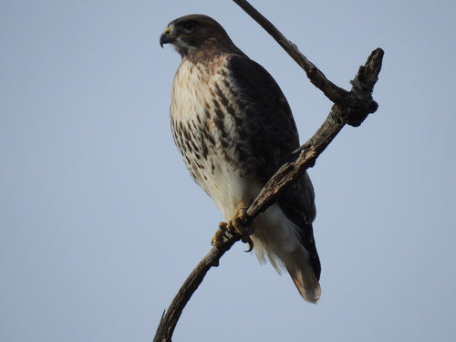 Buizerd — Bild 5