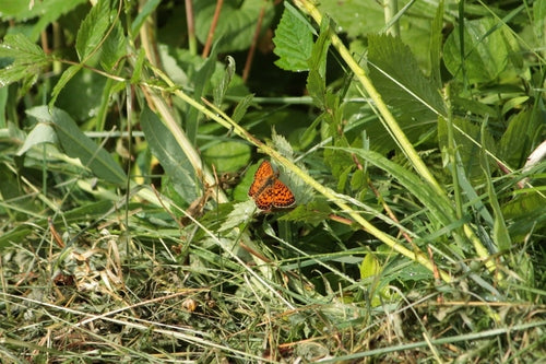 Arme weideparelmoervlinder — Bild 1