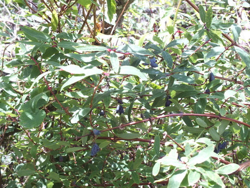Mayberry — foto 1 van 8