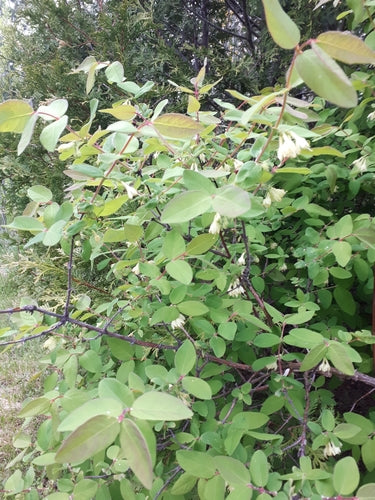 Mayberry — foto 4 van 8