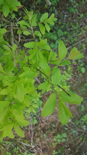 Mayberry — Bild 4