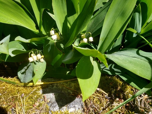 Lelietje-van-dalen — Bild 5
