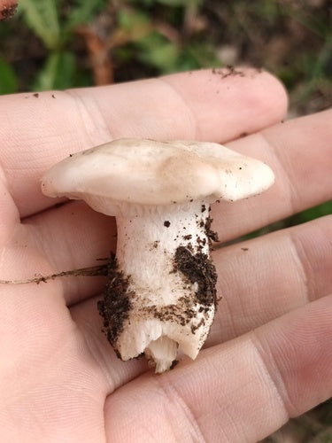 Mei paddestoel — Bild 5
