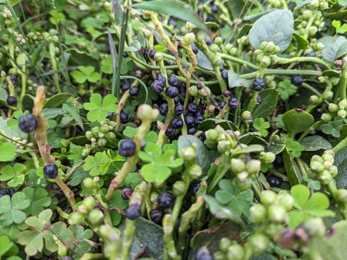 Malabar-spinazie — Bild 5