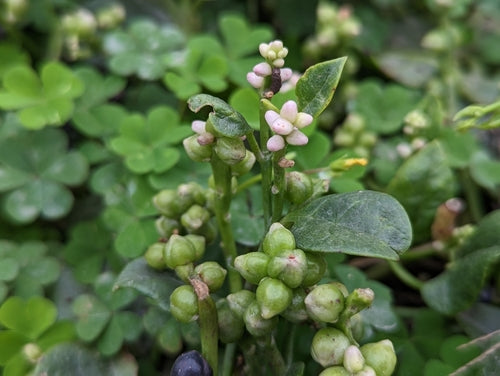 Malabar-spinazie — Bild 4