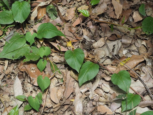 Malabar-spinazie — Bild 3