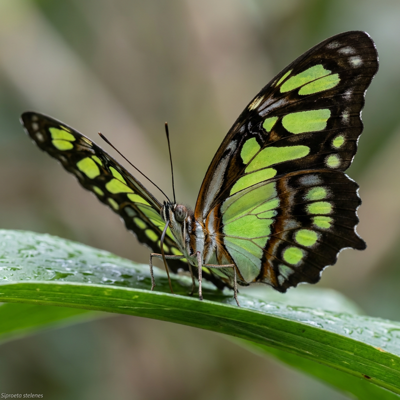Malachiet vlinder