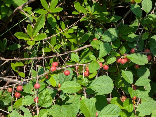 Amandelbomen — Bild 1