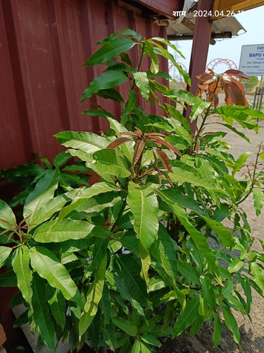 mango — Bild 3