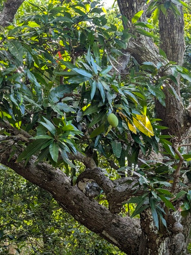 mango — Bild 4