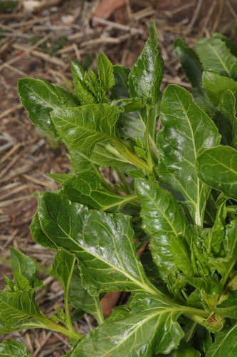 Snijbiet — Bild 5