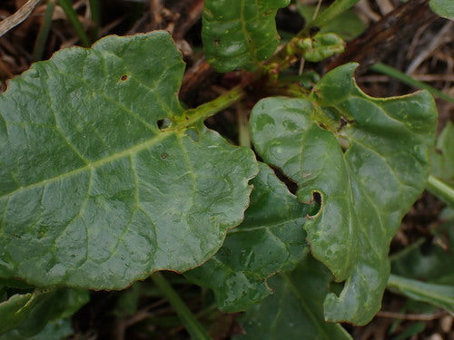 Snijbiet — Bild 3