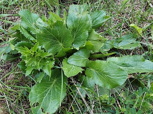 Menselijk nest — foto 4 van 9