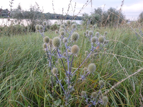 Menselijk nest — foto 2 van 9