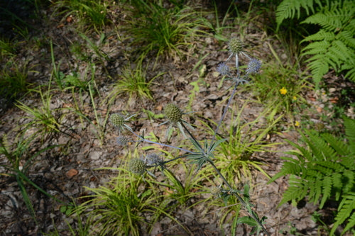 Menselijk nest — Bild 5
